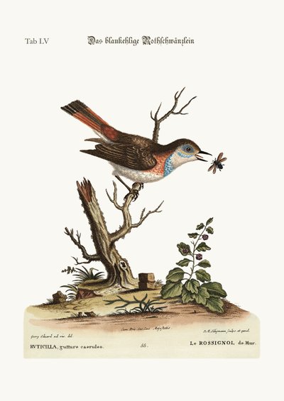 The blue-throat Redstart by George Edwards